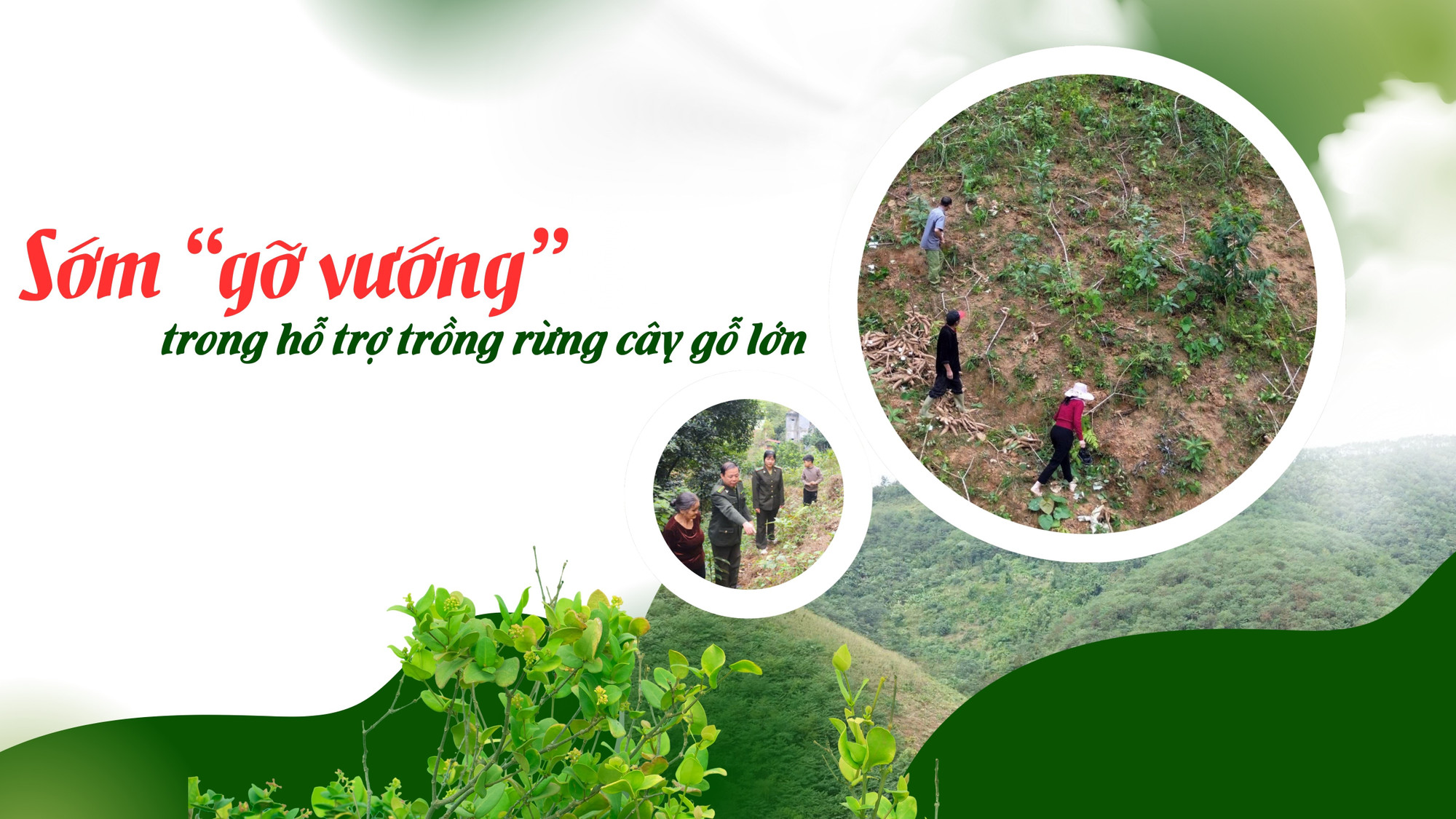 Sớm “gỡ vướng” trong hỗ trợ trồng rừng cây gỗ lớn