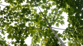 Thay đổi cách nghĩ để giữ rừng, giữ nước