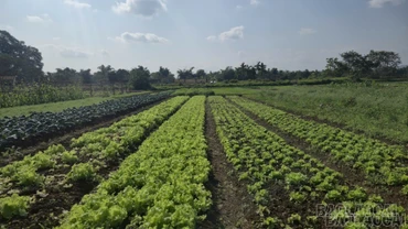 Lượng rau xanh đủ đáp ứng nhu cầu tiêu dùng dịp Tết 