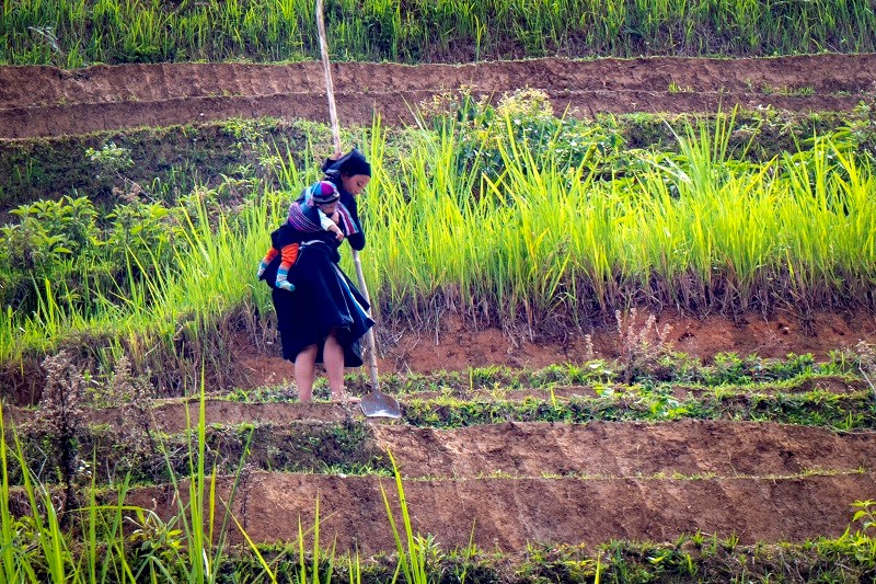 Ngỡ ngàng vẻ đẹp ruộng bậc thang Hoàng Su Phì mùa lúa chín ảnh 4 Ngỡ ngàng vẻ đẹp ruộng bậc thang Hoàng Su Phì mùa lúa chín ảnh 4