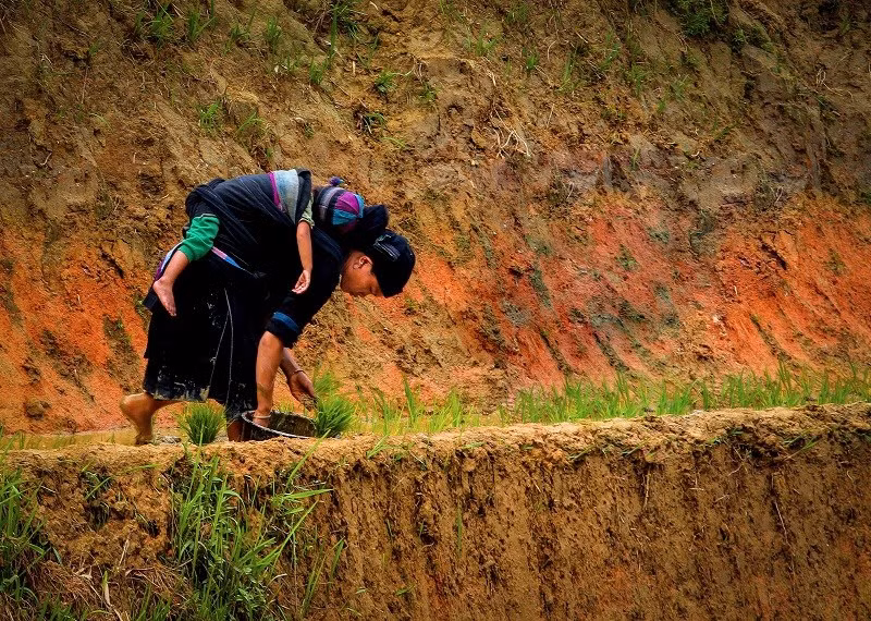 Ngỡ ngàng vẻ đẹp ruộng bậc thang Hoàng Su Phì mùa lúa chín ảnh 3