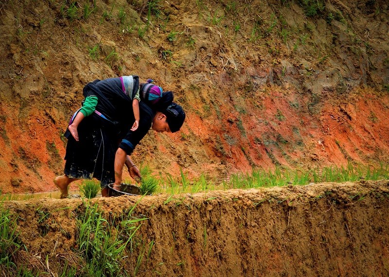Ngỡ ngàng vẻ đẹp ruộng bậc thang Hoàng Su Phì mùa lúa chín ảnh 3 Ngỡ ngàng vẻ đẹp ruộng bậc thang Hoàng Su Phì mùa lúa chín ảnh 3