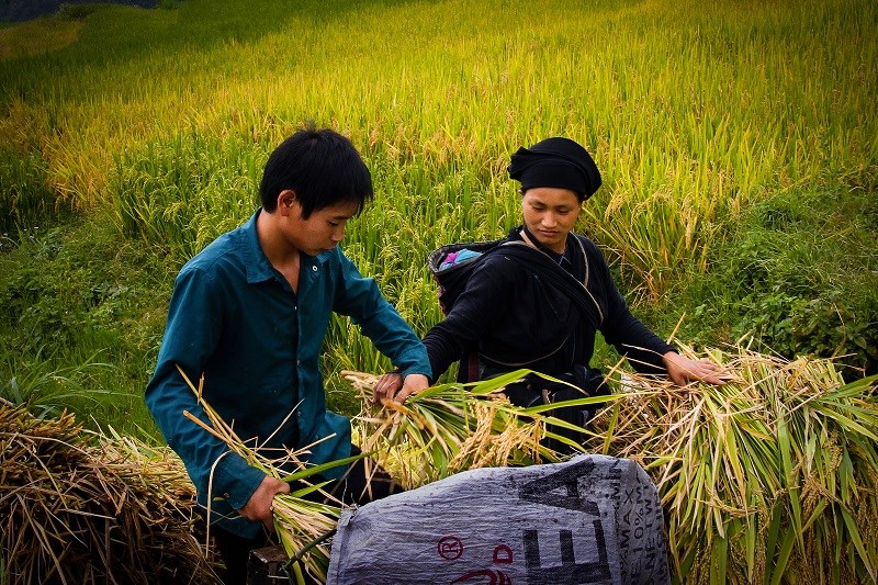 Ngỡ ngàng vẻ đẹp ruộng bậc thang Hoàng Su Phì mùa lúa chín ảnh 5 Ngỡ ngàng vẻ đẹp ruộng bậc thang Hoàng Su Phì mùa lúa chín ảnh 5