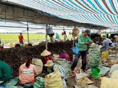 Giải cứu hay giải pháp cho nông sản Việt? ảnh 1