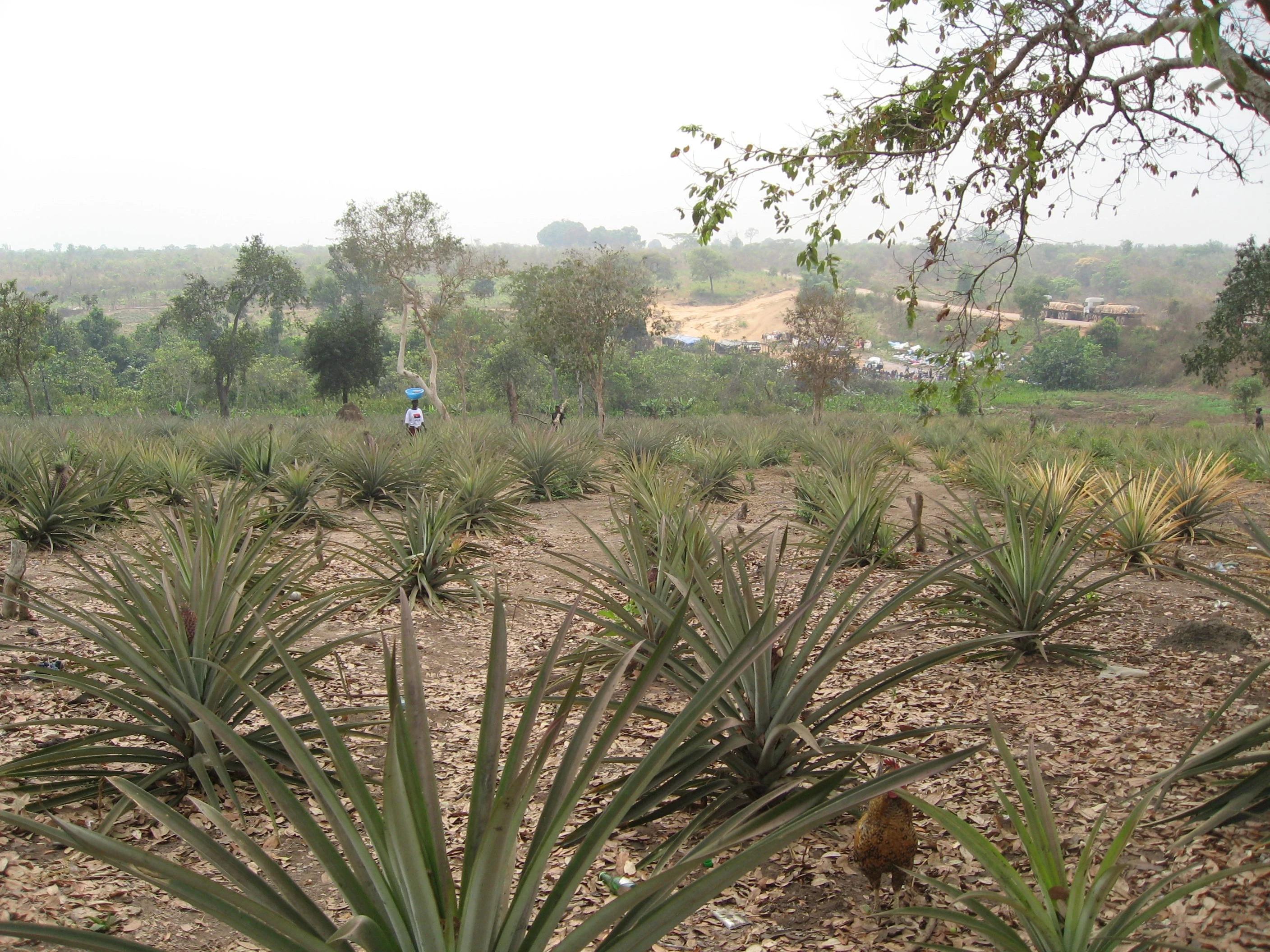 Chống biến đổi khí hậu: Thực tế hay mơ hồ? ảnh 1