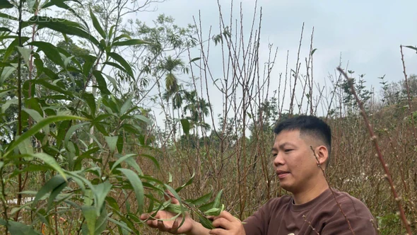 Làng đào Giới Phiên khi nắng ấm bất thường