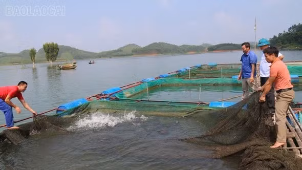 Hồ thủy điện Thác Bà 2: Nhiều lợi thế để phát triển nghề nuôi thủy sản