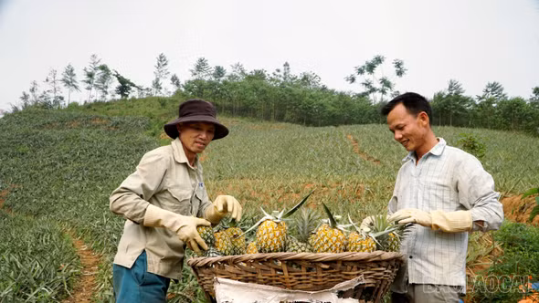 Nhọc nhằn cung đường của dứa