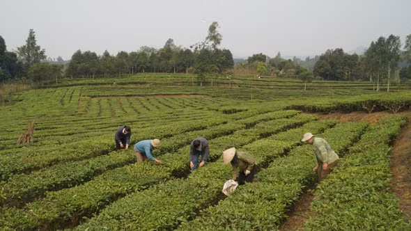 Kiên trì gắn bó với cây trồng truyền thống