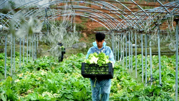 Khám phá những vườn rau tiền tỷ