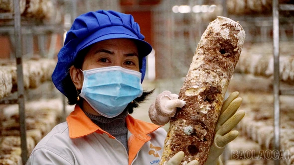 Khám phá thủ phủ nấm hương chất lượng cao Sa Pa