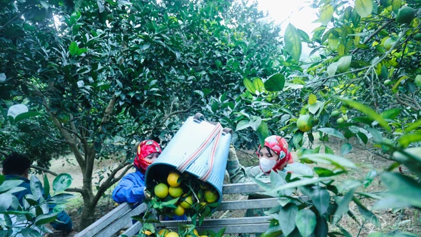  Phúc Khánh mùa cam chín