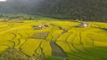 Bức tranh ngày mùa nơi vùng cao Lâm Thượng