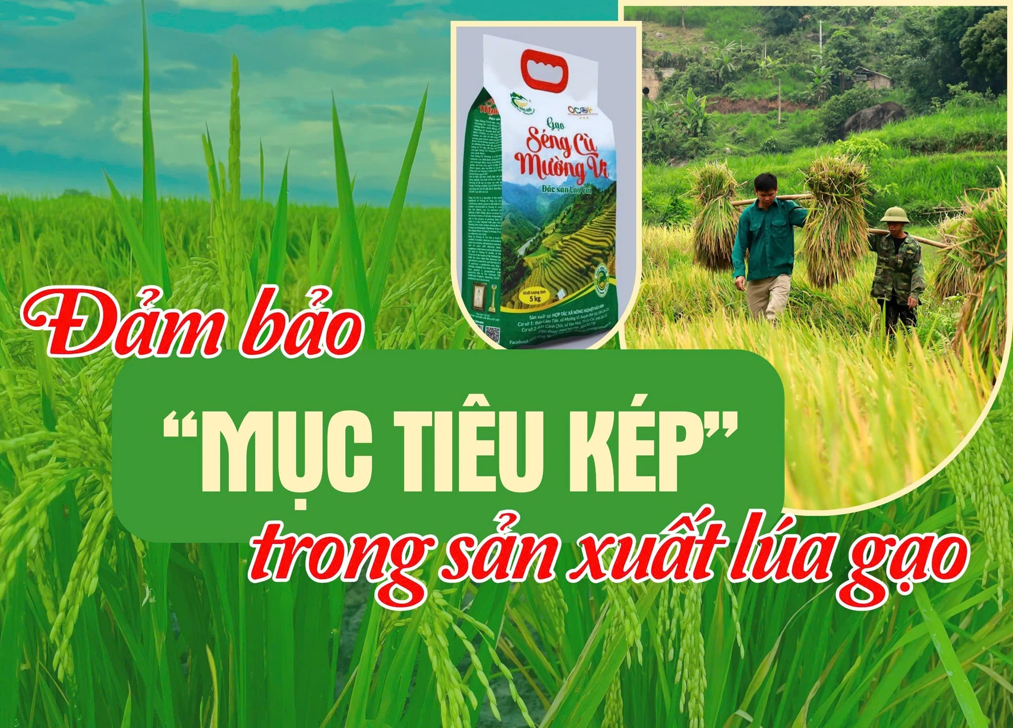 Đảm bảo “mục tiêu kép” trong sản xuất lúa gạo 