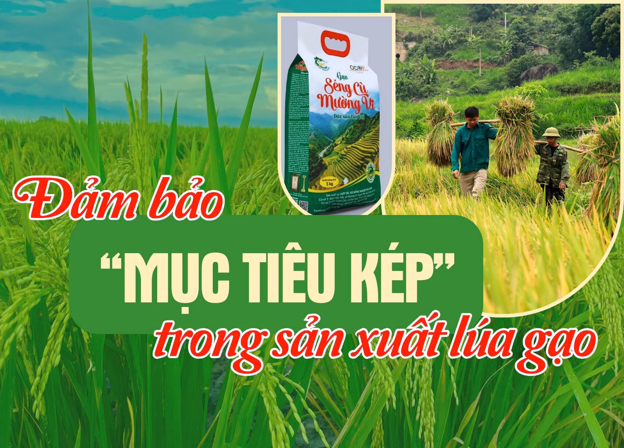 Đảm bảo “mục tiêu kép” trong sản xuất lúa gạo 
