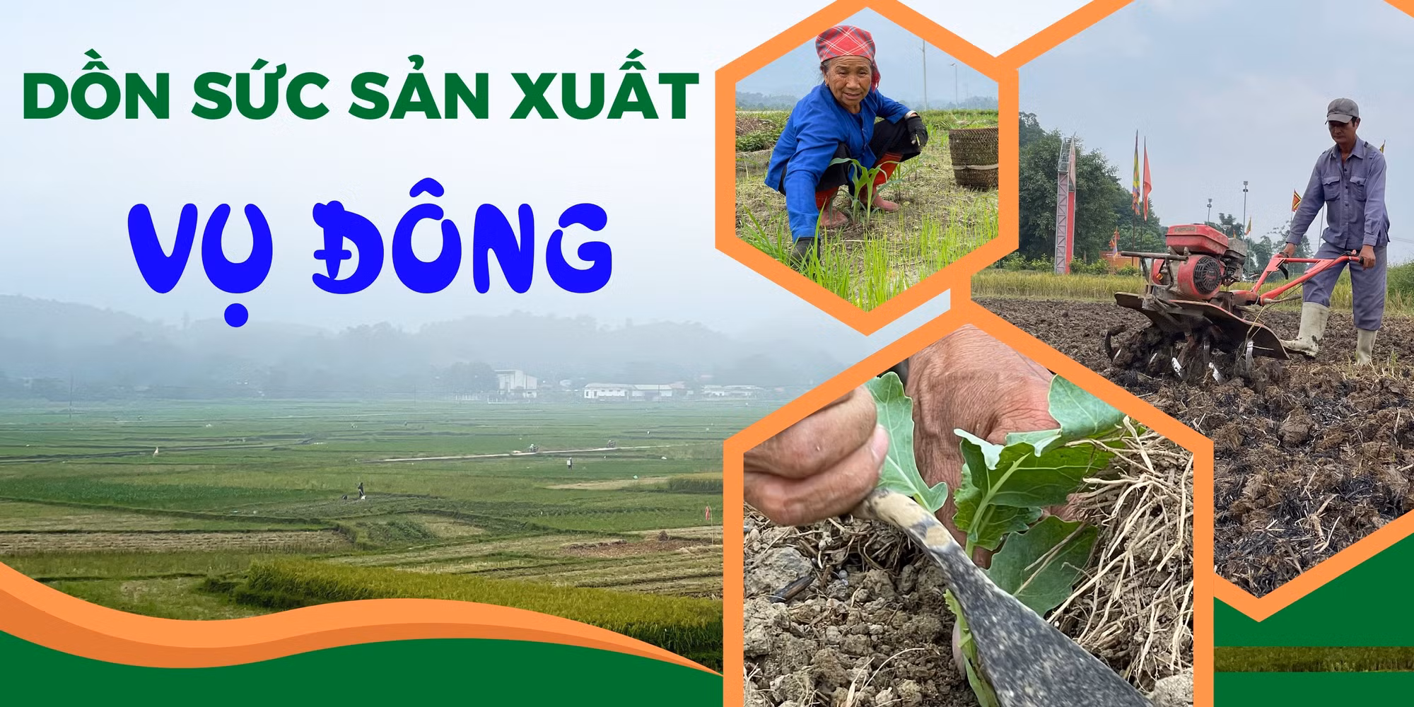 Dồn sức sản xuất vụ đông