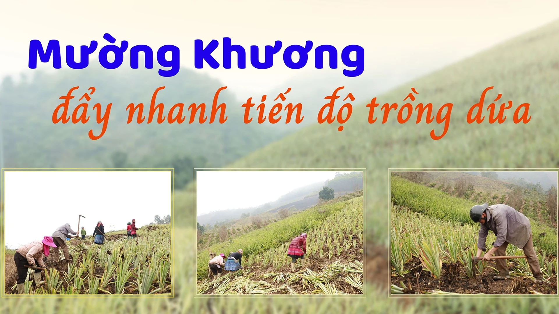 Mường Khương đẩy nhanh tiến độ trồng dứa