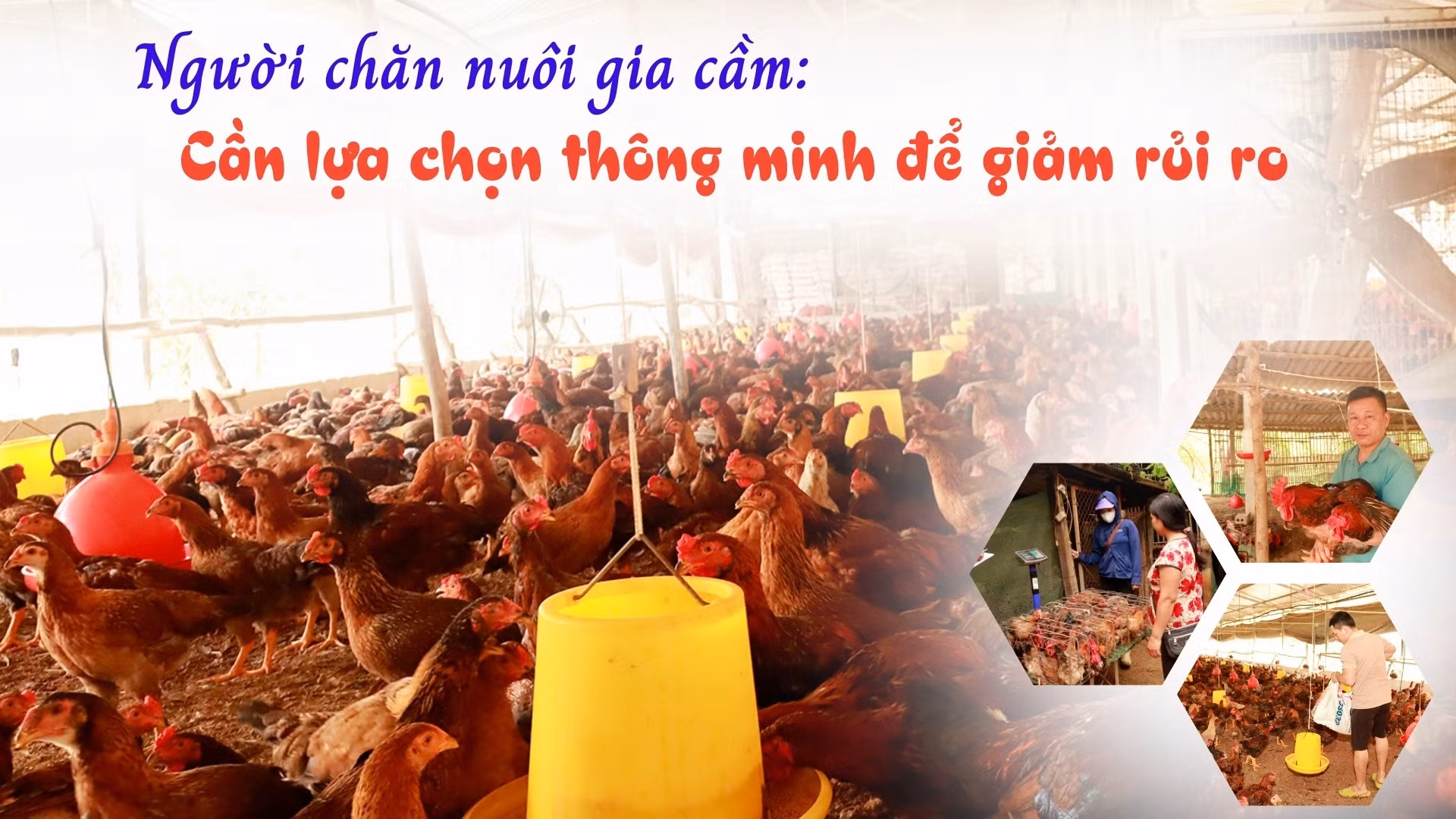 Người chăn nuôi gia cầm: Cần lựa chọn thông minh để giảm rủi ro