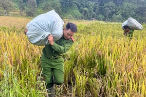 Công an xã Hoàng Liên giúp dân gặt lúa tránh bão