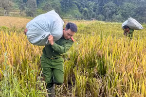 Công an xã Hoàng Liên giúp dân gặt lúa tránh bão