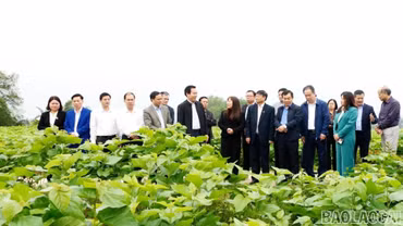 Lào Cai ban hành Kế hoạch thực hiện “Công tác lý luận và định hướng nghiên cứu đến năm 2030”