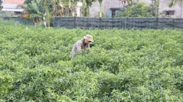 Những mô hình khởi nghiệp bền vững của thanh niên dân tộc thiểu số