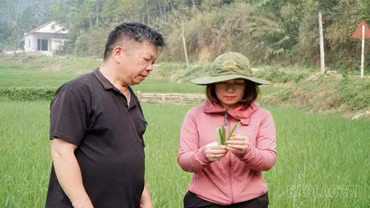 Lào Cai tăng cường điều tra phát hiện và phòng trừ sinh vật hại trên lúa mùa 2026 