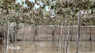 Khánh Hòa công bố tình huống khẩn cấp về thiên tai do mưa lũ kéo dài