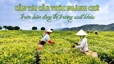 Cần tái cấu trúc ngành chè trước biến động thị trường xuất khẩu