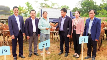 Liên minh Hợp tác xã Việt Nam bàn giao 80 con bò giống cho 40 hộ dân ở xã Khánh Hòa
