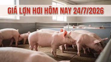 Giá lợn hơi ngày 24/7/2026: Lào Cai lùi về vùng giá thấp nhất miền Bắc