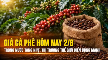 Giá cà phê hôm nay 2/8: Trong nước tăng nhẹ, thị trường thế giới tiếp tục biến động mạnh