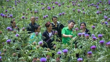 Hơn 41.000 hộ nông dân Lào Cai sản xuất, kinh doanh giỏi