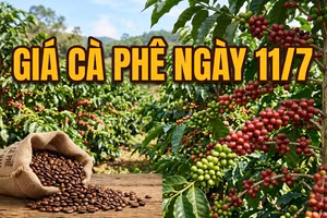 Giá cà phê ngày 11/7: Thị trường bật tăng trở lại trước áp lực nguồn cung thắt chặt