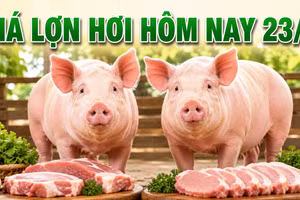 Giá lợn hơi hôm nay 23/7: Lào Cai giảm bao nhiêu?