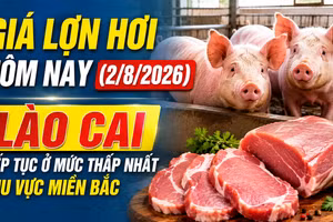 Giá lợn hơi hôm nay (2/8/2026): Lào Cai tiếp tục ở mức thấp nhất khu vực miền Bắc