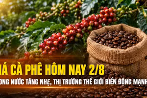 Giá cà phê hôm nay 2/8: Trong nước tăng nhẹ, thị trường thế giới tiếp tục biến động mạnh