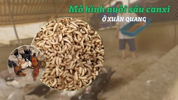 Mô hình nuôi sâu canxi đang được nhiều hộ ở Xuân Quang.