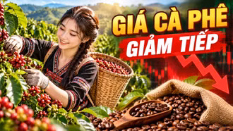 Giá cà phê hôm nay 10/10/2026: Giá trong nước giảm sâu