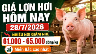 Giá lợn hơi hôm nay 28/7: Nhiều địa phương giảm nhẹ