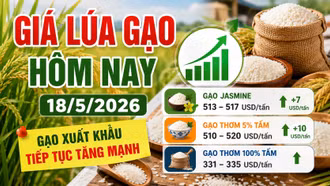 Giá lúa gạo hôm nay 18/5: Gạo xuất khẩu Việt Nam tiếp tục tăng mạnh