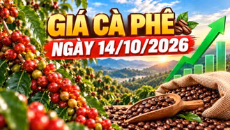 Giá cà phê hôm nay 14/10: Trong nước và Robusta, Arabica cùng tăng