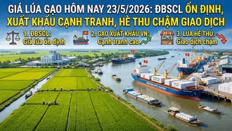 Giá lúa gạo hôm nay 23/5: Gạo xuất khẩu Việt Nam giữ giá cao