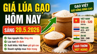 Giá lúa gạo hôm nay 20/5: Gạo nguyên liệu tăng nhẹ, xuất khẩu vẫn neo cao