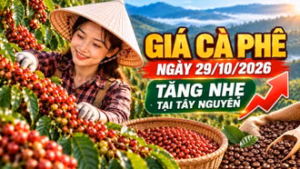 Giá cà phê hôm nay 29/10: Trong nước tăng nhẹ, Arabica giảm sâu