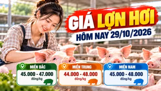 Giá lợn hơi ngày 29/10: Lai Châu cao nhất miền Bắc với 47.000 đồng/kg