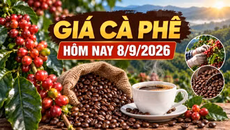Giá cà phê hôm nay 8/9: Trong nước và thế giới cùng ổn định