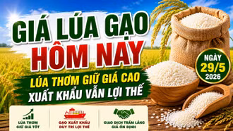 Giá lúa gạo hôm nay 29/5/2026: ST25, Lúa Nhật dẫn đầu thị trường