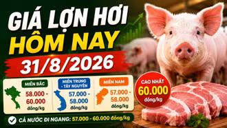 Giá lợn hơi hôm nay 31/8: Chỉ còn 3 địa phương đạt 60.000 đồng/kg