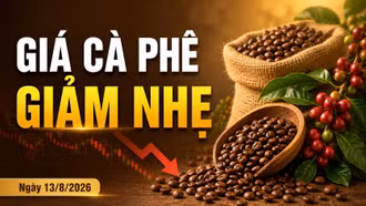 Giá cà phê hôm nay 13/8 giảm 500 đồng/kg, Robusta tiếp tục đi xuống